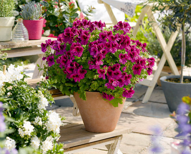 Edelpelargonie