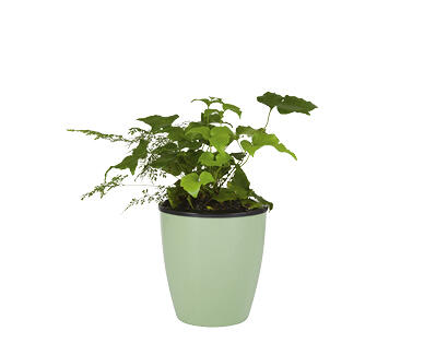 Water Well Wick Pot with Ferns