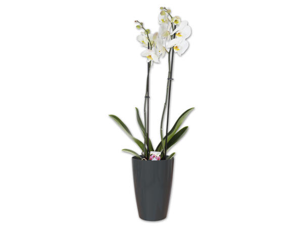 Design-Blumentopf, ⌀ ca. 29 cm¹⁾