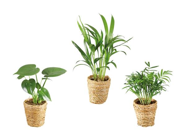 Plantes vertes "Tendance dans une corbeille"