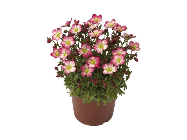 Allemandsstensbræk Saxifraga
