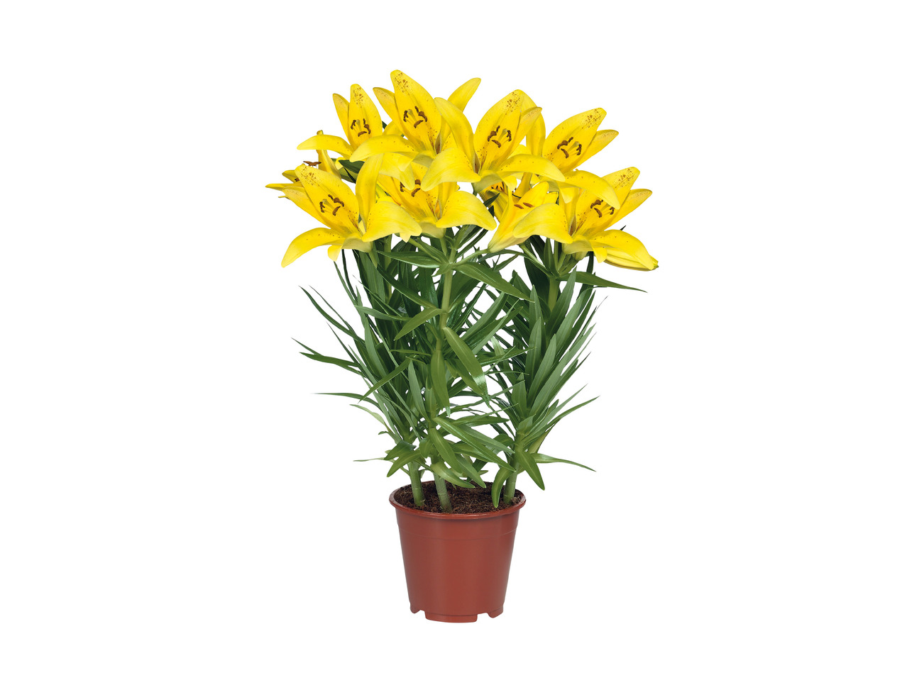 Asiatic Lilies1