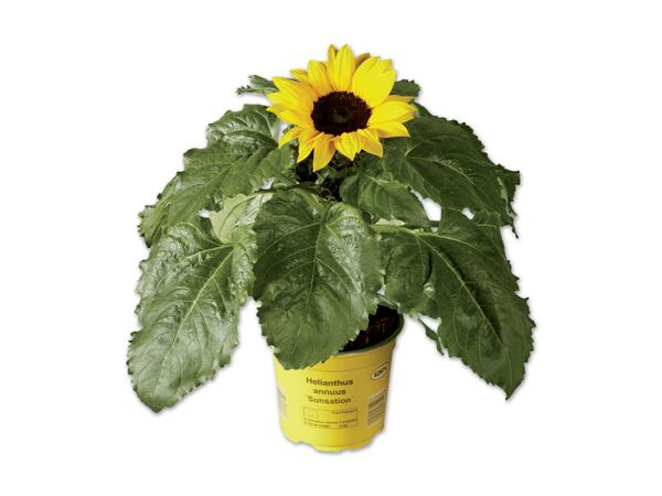 Sonnenblume