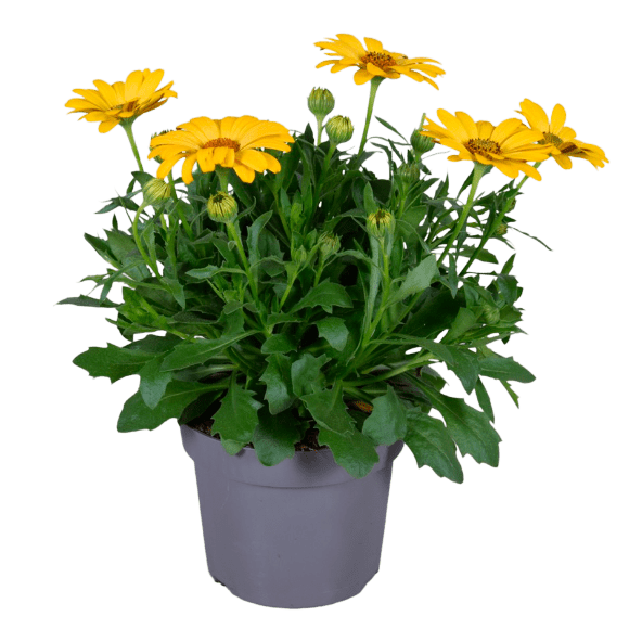 Marguerite d'Afrique