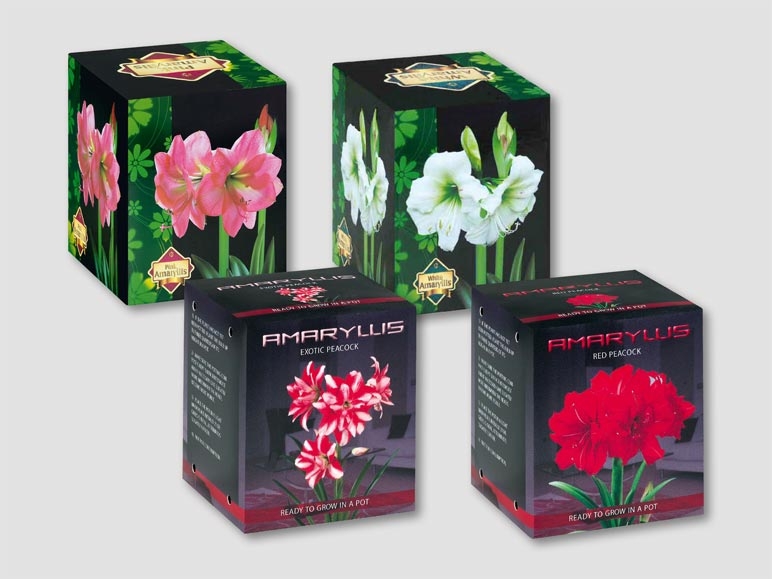 Bulbes d'amaryllis dans un carton pliable (dès 2.11.)