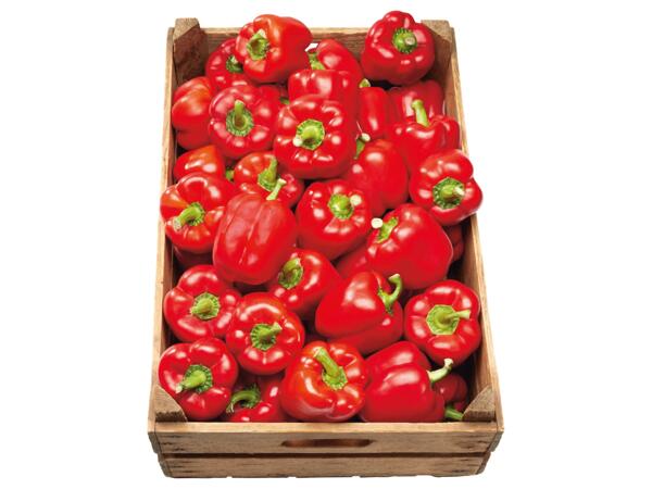 Röd paprika