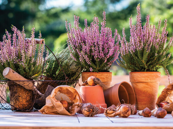 Calluna lyng 6'er bakke