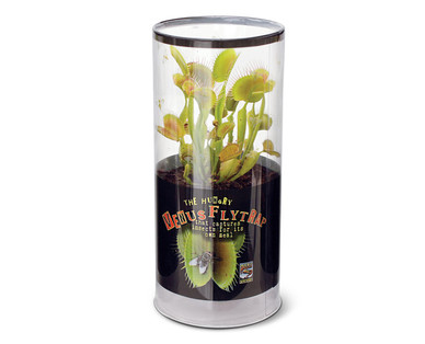 Venus Fly Trap