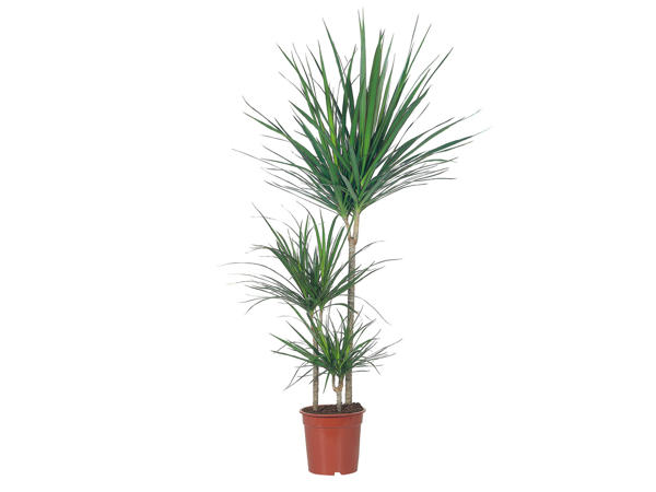 Large Green Plants