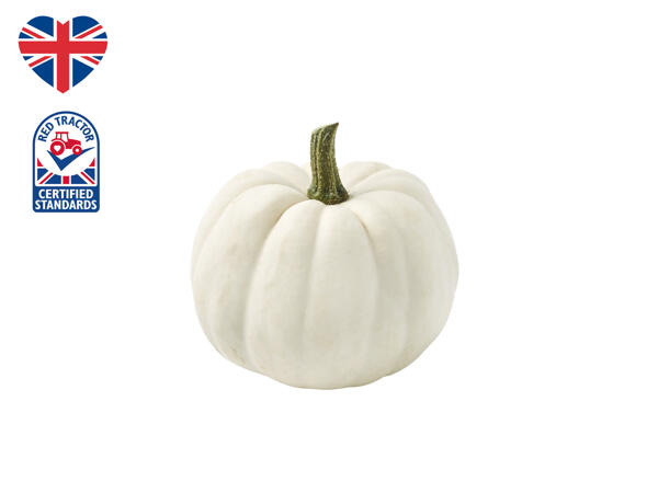 British Ghost Munchkin Pumpkin