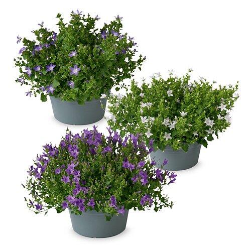 Glockenblumen-Schale*