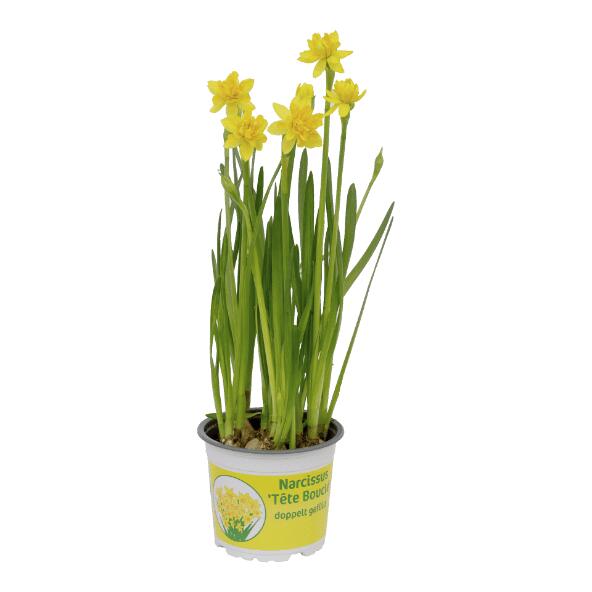 Narcissen, 12 cm