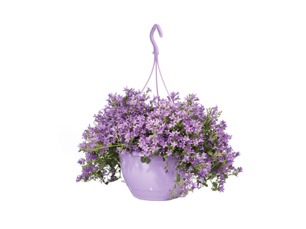 Campanula Hanging Basket