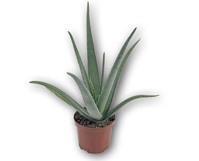 GARDENLINE(R) Aloe Vera