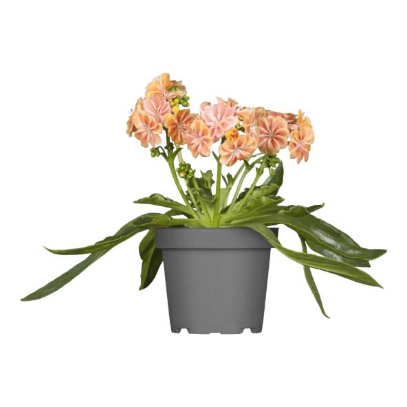 Lewisia