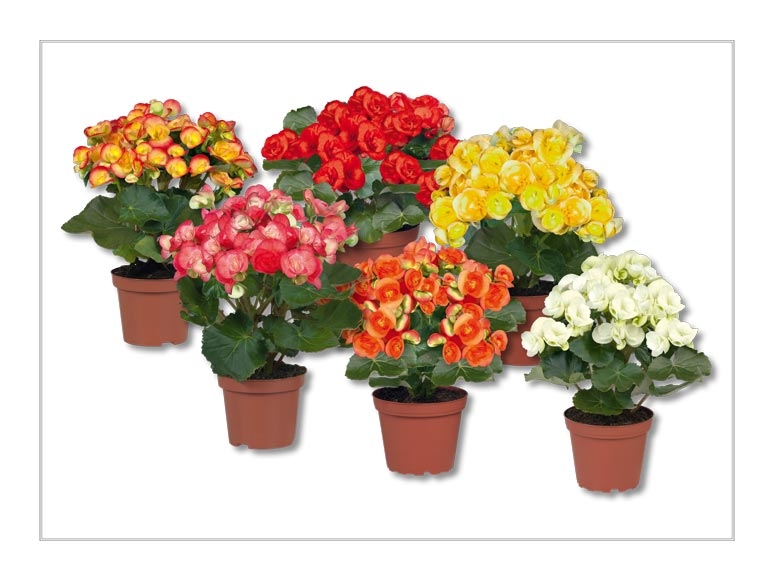 Bégonias (dès 23.6.)