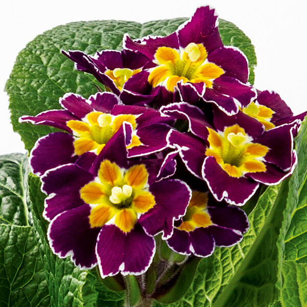 Schlüsselblume "Primula veris"