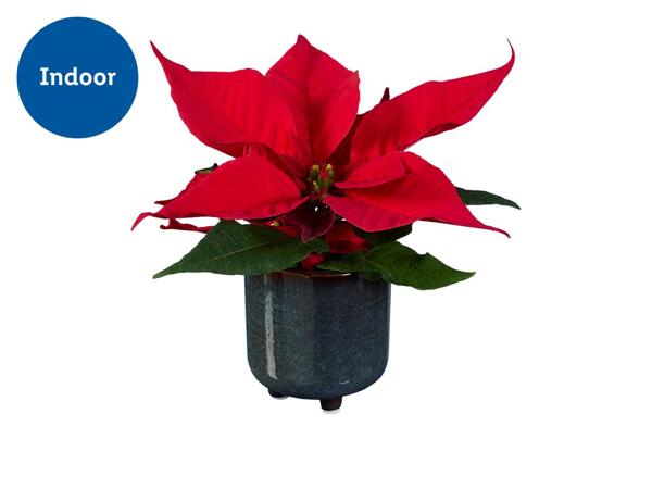 Deluxe Mini Poinsettia in Ceramic