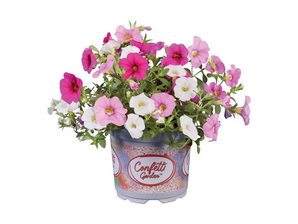 Confetti Petunia