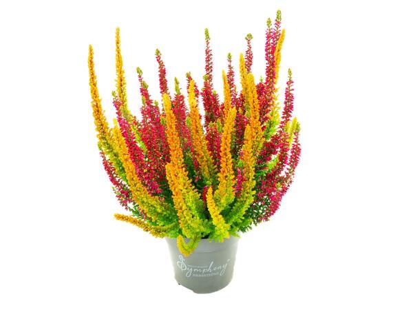 CALLUNA SYMPHONY