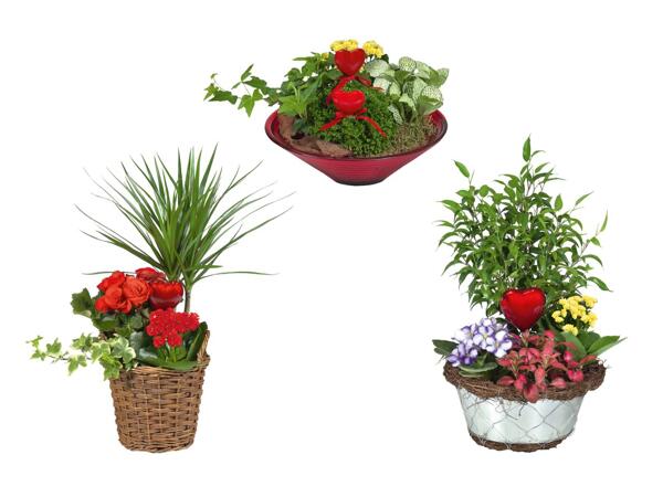 Arrangement de plantes pour la fête des mères
