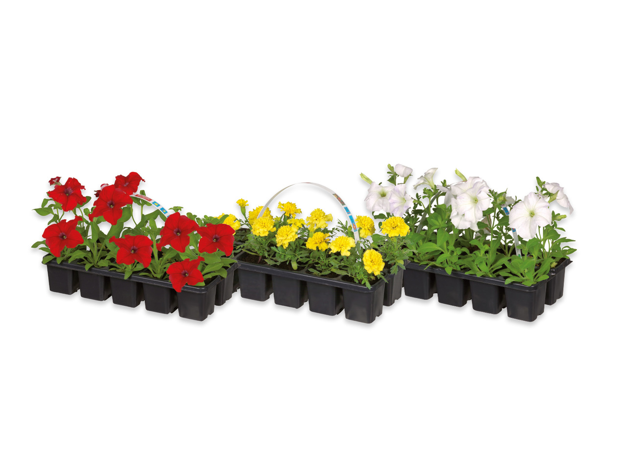 Fröplantor, 10-pack