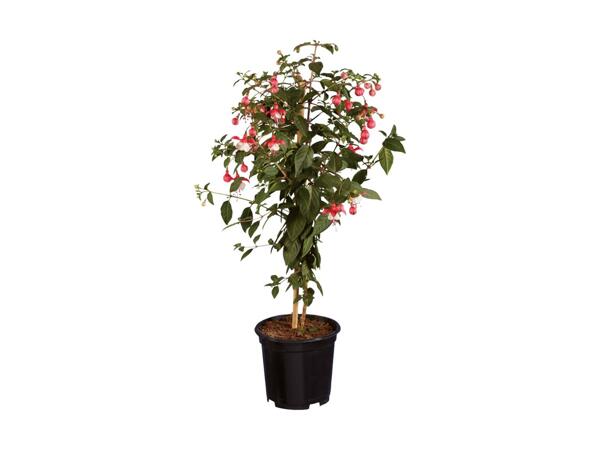 Opstammet fuchsia
