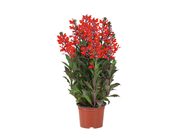 Large Perennials1