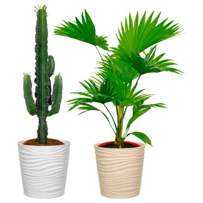 Grønne planter med potte