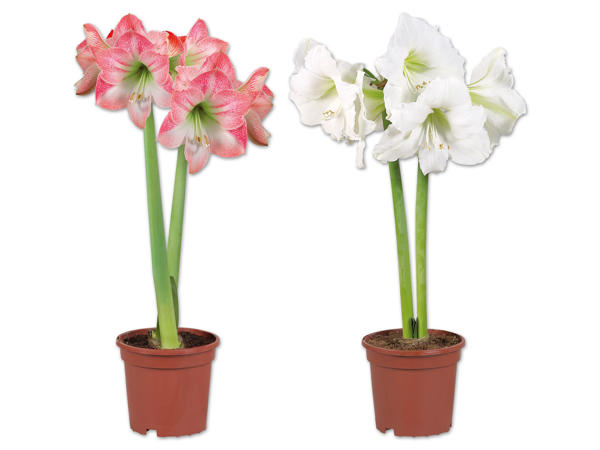 Amaryllis mit 2-Stielen