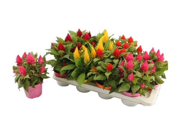 Celosia Kelos Fire Mix