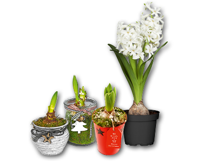 Amaryllis/Hyacinthe