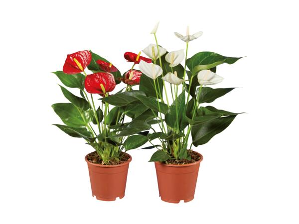 Rosenkalla