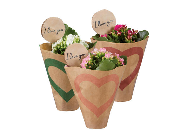 Mini kalanchoe "I love you"