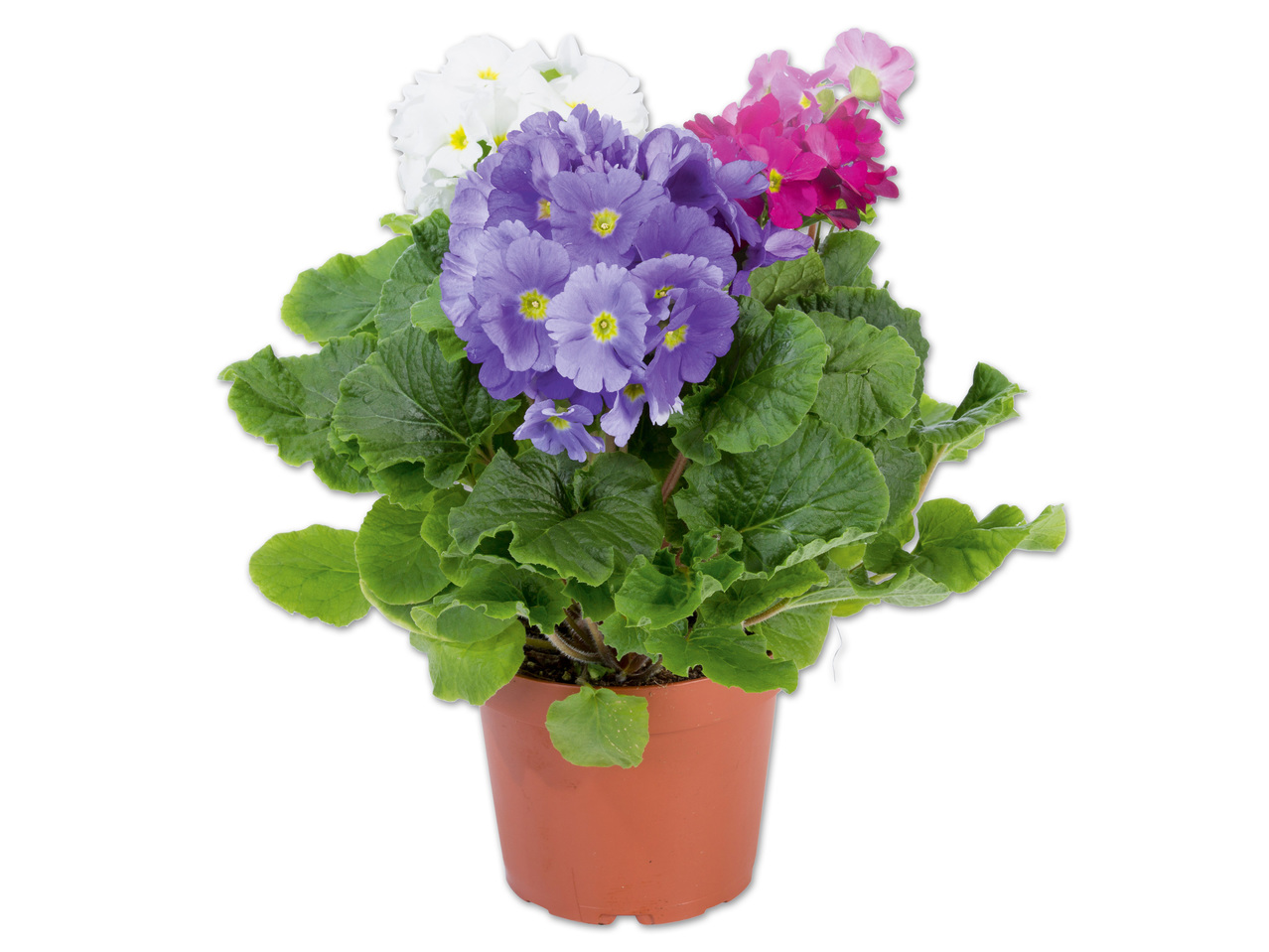 Primula Obconica 3er