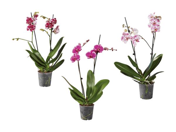 Phalaenopsis 2 tiges