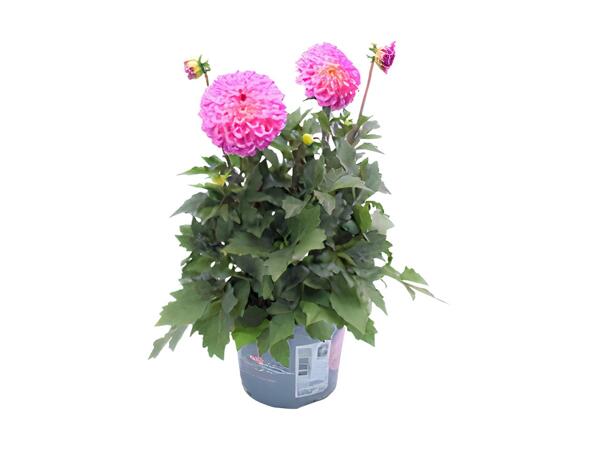 Stor dahlia