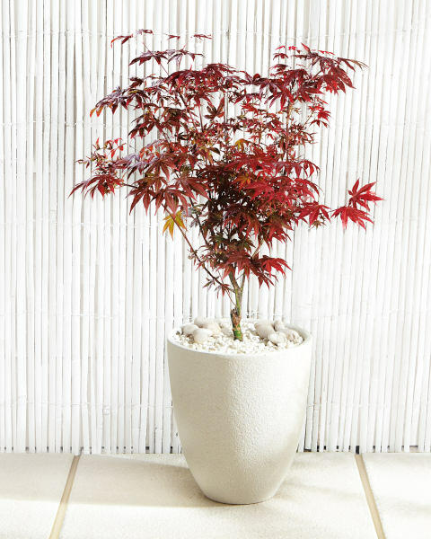 Japanese Acer
