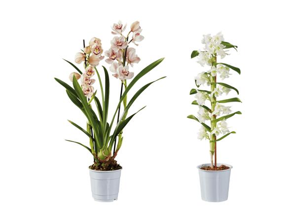 Mélange d'orchidées premium