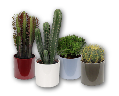 GARDENLINE(R) Kaktus