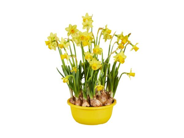 Blomstrende løgplanter i skål