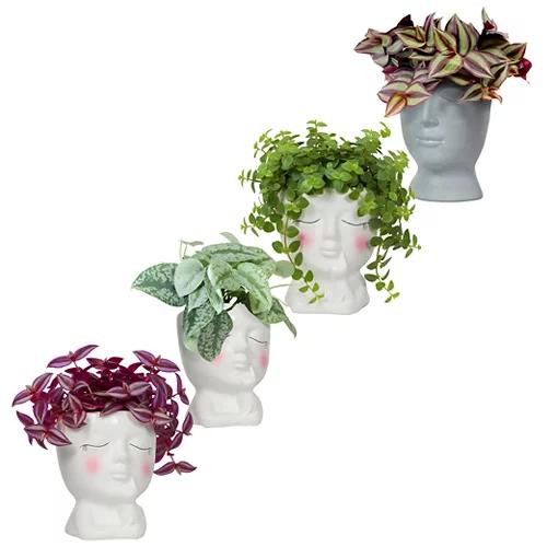 GARDENLINE Piante verdi in vaso di ceramica