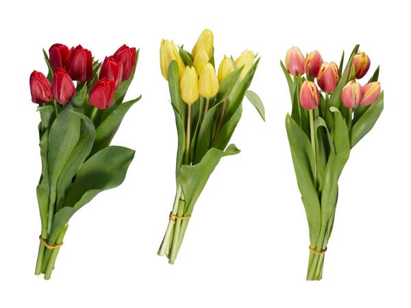 Tulipes