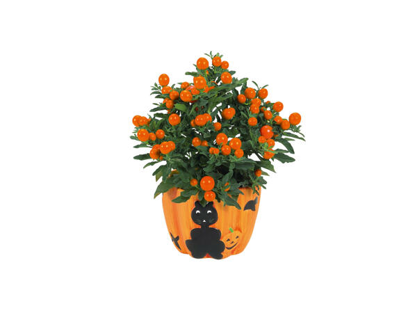 Plante dans un pot en céramique