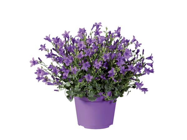 Campanula GetMee (zvonek)