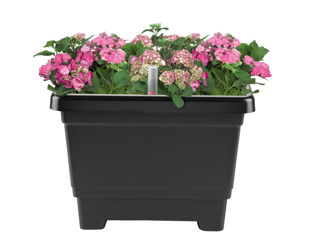 Self Watering Plant Pot