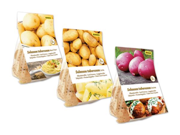 Pflanzkartoffeln
