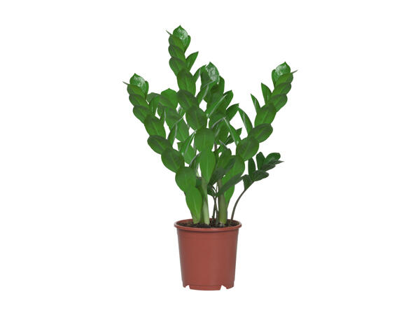 Zamioculcas
