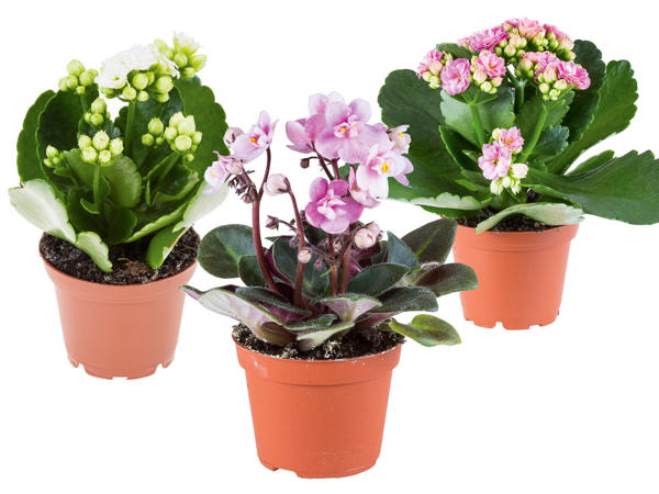 Kalanchoe oder Usambaraveilchen