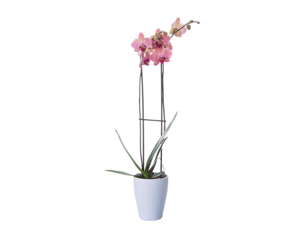 Twin Stem Orchid in Ceramic